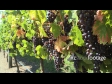 Grapes Ripe Vineyard CU 1 2798